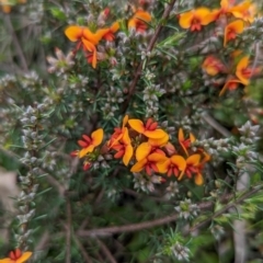 Dillwynia sericea (Egg And Bacon Peas) at Lake George, NSW - 23 Oct 2022 by MPennay