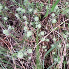 Scleranthus diander (Many-flowered Knawel) at Hackett, ACT - 23 Oct 2022 by abread111