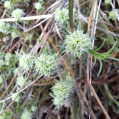 Scleranthus diander at Hackett, ACT - 23 Oct 2022 05:53 PM