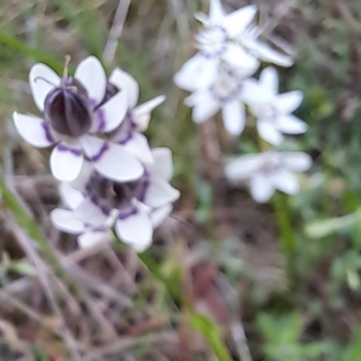 Wurmbea dioica subsp. dioica (Early Nancy) at Mount Majura - 23 Oct 2022 by abread111