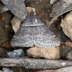 Dichromodes (genus) (unidentified Heath Moth) at Mount Jerrabomberra  - 23 Oct 2022 by Steve_Bok