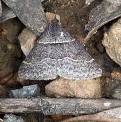 Dichromodes atrosignata at Mount Jerrabomberra - 23 Oct 2022