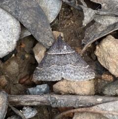 Dichromodes atrosignata at Mount Jerrabomberra - 23 Oct 2022