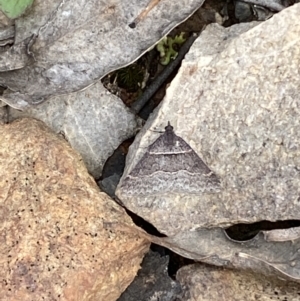 Dichromodes atrosignata at Mount Jerrabomberra - 23 Oct 2022