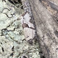 Merophyas therina (a Tortrix Moth) at Mount Jerrabomberra - 23 Oct 2022 by Steve_Bok