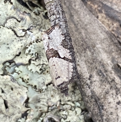 Merophyas therina (a Tortrix Moth) at Mount Jerrabomberra QP - 23 Oct 2022 by Steve_Bok