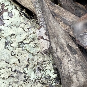 Merophyas therina at Jerrabomberra, NSW - 23 Oct 2022