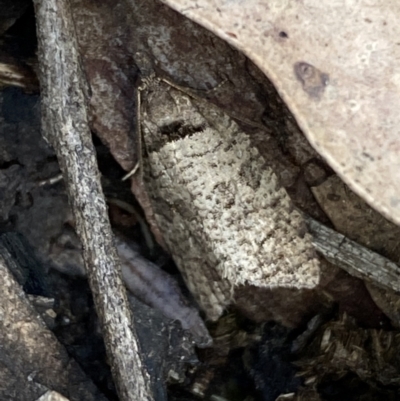 Rupicolana orthias (A tortrix or leafroller moth) at Mount Jerrabomberra QP - 23 Oct 2022 by Steve_Bok