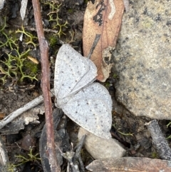 Taxeotis reserata (A Geometer moth) at Mount Jerrabomberra - 23 Oct 2022 by SteveBorkowskis