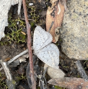 Taxeotis reserata at Mount Jerrabomberra - 23 Oct 2022