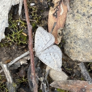 Taxeotis reserata at Mount Jerrabomberra - 23 Oct 2022 04:25 PM