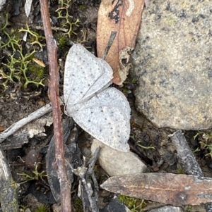 Taxeotis reserata at Mount Jerrabomberra - 23 Oct 2022 04:25 PM