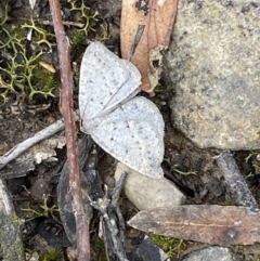 Taxeotis reserata at Mount Jerrabomberra - 23 Oct 2022 04:25 PM