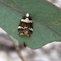 Halone sejuncta (Variable Halone) at Jerrabomberra, NSW - 23 Oct 2022 by SteveBorkowskis