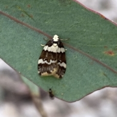 Halone sejuncta at Jerrabomberra, NSW - 23 Oct 2022 04:10 PM