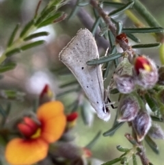 Thalerotricha mylicella (A concealer moth) at Mount Jerrabomberra  - 23 Oct 2022 by Steve_Bok