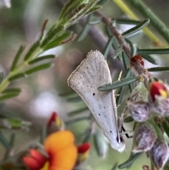 Thalerotricha mylicella at Jerrabomberra, NSW - 23 Oct 2022