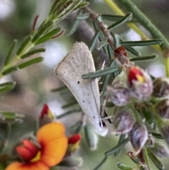 Thalerotricha mylicella at Jerrabomberra, NSW - 23 Oct 2022 04:07 PM