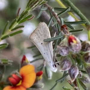 Thalerotricha mylicella at Jerrabomberra, NSW - 23 Oct 2022 04:07 PM