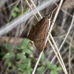Uresiphita ornithopteralis (Tree Lucerne Moth) at Mount Jerrabomberra  - 23 Oct 2022 by Steve_Bok