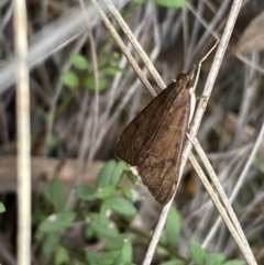 Uresiphita ornithopteralis at Jerrabomberra, NSW - 23 Oct 2022 04:06 PM