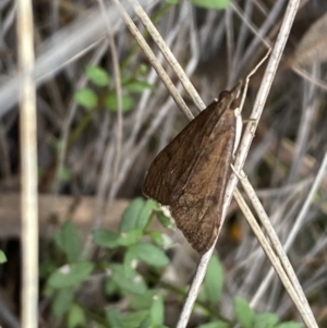 Uresiphita ornithopteralis at Jerrabomberra, NSW - 23 Oct 2022