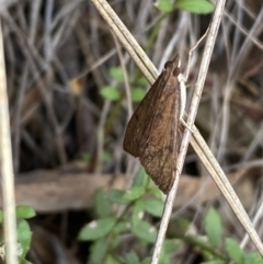 Uresiphita ornithopteralis at Jerrabomberra, NSW - 23 Oct 2022 04:06 PM