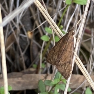 Uresiphita ornithopteralis at Jerrabomberra, NSW - 23 Oct 2022 04:06 PM