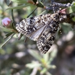 Scoparia syntaracta (A Pyralid moth) at Mount Jerrabomberra QP - 23 Oct 2022 by Steve_Bok