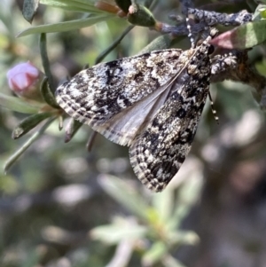 Scoparia syntaracta at Jerrabomberra, NSW - 23 Oct 2022