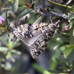 Scoparia syntaracta at Jerrabomberra, NSW - 23 Oct 2022 03:53 PM