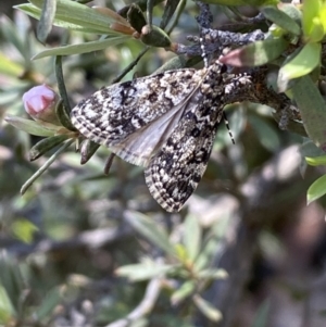 Scoparia syntaracta at Jerrabomberra, NSW - 23 Oct 2022