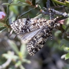 Scoparia syntaracta at Jerrabomberra, NSW - 23 Oct 2022