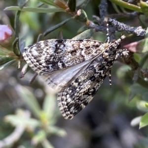 Scoparia syntaracta at Jerrabomberra, NSW - 23 Oct 2022 03:53 PM