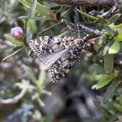 Scoparia syntaracta at Jerrabomberra, NSW - 23 Oct 2022