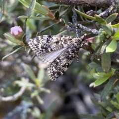 Scoparia syntaracta at Jerrabomberra, NSW - 23 Oct 2022 03:53 PM