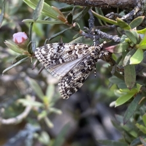 Scoparia syntaracta at Jerrabomberra, NSW - 23 Oct 2022