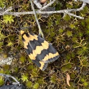 Termessa shepherdi at Jerrabomberra, NSW - 23 Oct 2022 03:27 PM