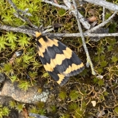 Termessa shepherdi at Jerrabomberra, NSW - 23 Oct 2022 03:27 PM