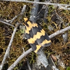 Termessa shepherdi at Jerrabomberra, NSW - 23 Oct 2022 03:27 PM