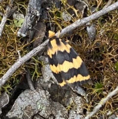 Termessa shepherdi at Jerrabomberra, NSW - 23 Oct 2022 03:27 PM