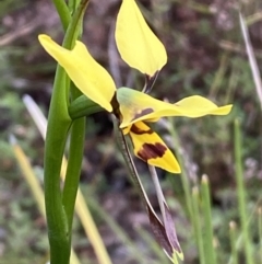 Diuris sulphurea (Tiger Orchid) at Mount Jerrabomberra QP - 23 Oct 2022 by Steve_Bok