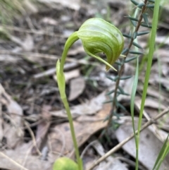 Pterostylis nutans (Nodding Greenhood) at Jerrabomberra, NSW - 23 Oct 2022 by SteveBorkowskis