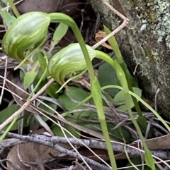 Pterostylis nutans at Jerrabomberra, NSW - suppressed