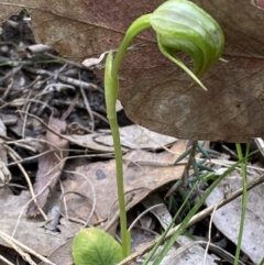 Pterostylis nutans at Jerrabomberra, NSW - suppressed