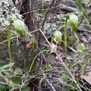 Pterostylis nutans at Jerrabomberra, NSW - suppressed