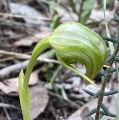 Pterostylis nutans at Jerrabomberra, NSW - suppressed