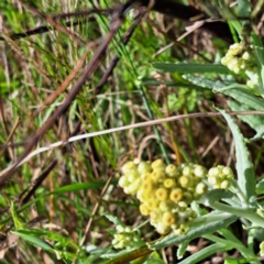 Pseudognaphalium luteoalbum (Jersey Cudweed) at Mount Majura - 23 Oct 2022 by abread111