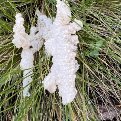 Mucilago crustacea (Dog Sick Slime Mould) at Mount Jerrabomberra - 23 Oct 2022 by Steve_Bok