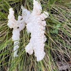 Mucilago crustacea (Dog Sick Slime Mould) at Mount Jerrabomberra  - 23 Oct 2022 by Steve_Bok